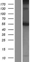 Twinkle (TWNK) Human Over-expression Lysate