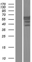 ROD1 (PTBP3) Human Over-expression Lysate