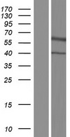 NRG3 Human Over-expression Lysate