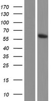 WDR21A (DCAF4) Human Over-expression Lysate