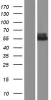 AMHR2 Human Over-expression Lysate
