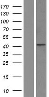 5HT3A receptor (HTR3A) Human Over-expression Lysate