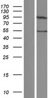 TCP1 eta (CCT7) Human Over-expression Lysate
