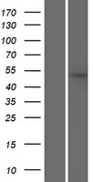 SRP54 Human Over-expression Lysate