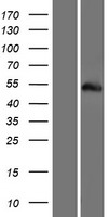 Tripartite motif containing protein 77 (TRIM77) Human Over-expression Lysate