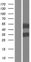 Perilipin 3 (PLIN3) Human Over-expression Lysate