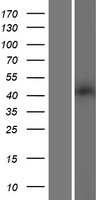 5 HT 2A (HTR2A) Human Over-expression Lysate