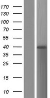 BTNL8 Human Over-expression Lysate