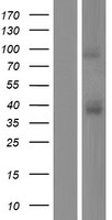 CCR3 Human Over-expression Lysate
