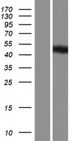 EBNA1 binding protein 2 (EBNA1BP2) Human Over-expression Lysate