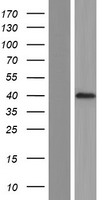 POU5F1B Human Over-expression Lysate