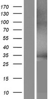 GRAMD2B Human Over-expression Lysate