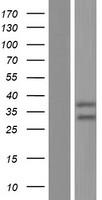 LYK5 (STRADA) Human Over-expression Lysate