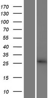 CBY3 Human Over-expression Lysate