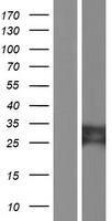 TYW3 Human Over-expression Lysate
