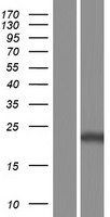 RAB37 Human Over-expression Lysate