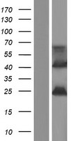 FAM180B Human Over-expression Lysate