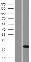 SHISAL2B Human Over-expression Lysate