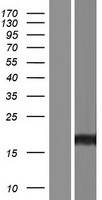 REEP1 Human Over-expression Lysate