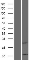 ATP5L2 Human Over-expression Lysate