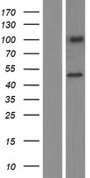 DIPK2B Human Over-expression Lysate