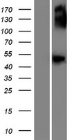 GCNT7 Human Over-expression Lysate