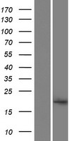 A2LD1 (GGACT) Human Over-expression Lysate