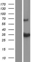 Bcl G (BCL2L14) Human Over-expression Lysate