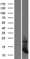 MRPL35 Human Over-expression Lysate