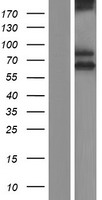 SCARA3 Human Over-expression Lysate