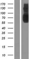 SLC22A23 Human Over-expression Lysate