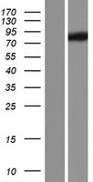 WDR43 Human Over-expression Lysate
