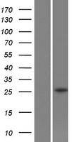 SLC22A18AS Human Over-expression Lysate