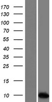 SPINT3 Human Over-expression Lysate
