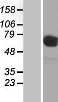 CD98 (SLC3A2) Human Over-expression Lysate