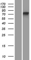 MTMR11 Human Over-expression Lysate