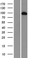 CD133 (PROM1) Human Over-expression Lysate