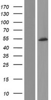CACNB4 Human Over-expression Lysate