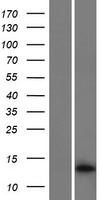 MEF2BNB (BORCS8) Human Over-expression Lysate