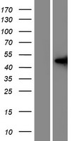 PAS1C1 (LMNTD1) Human Over-expression Lysate