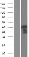 HOMER3 Human Over-expression Lysate