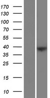 FAM228B Human Over-expression Lysate