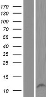 MORN2 Human Over-expression Lysate