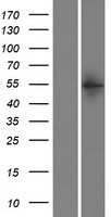 TYW1B Human Over-expression Lysate
