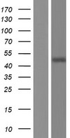 TSEN2 Human Over-expression Lysate