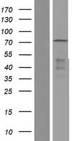 E74 like factor 1 (ELF1) Human Over-expression Lysate