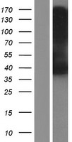 SLC37A2 Human Over-expression Lysate