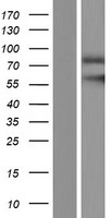 Mu Opioid Receptor (OPRM1) Human Over-expression Lysate