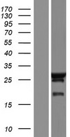 NECAP2 Human Over-expression Lysate