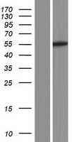 DEPDC1B Human Over-expression Lysate